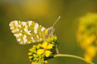 Da� Oykl�s��&nbsp;(Euchloe&nbsp;ausonia)