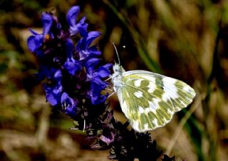 Yeni Beneklimelek (Pontia edusa)