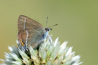 Gzel Sevbeni (Satyrium spini)