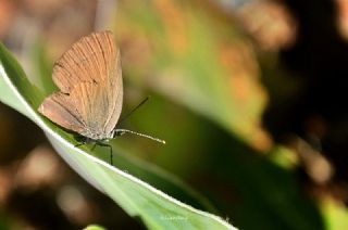 Byk Sevbeni (Satyrium ilicis)