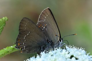 Byk Sevbeni (Satyrium ilicis)