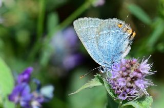 Mavi Sevbeni (Satyrium armenum)