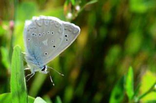 okgzl Dafnis (Polyommatus daphnis)