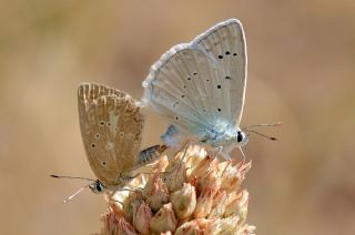 okgzl Dafnis (Polyommatus daphnis)