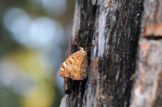 Aa Esmeri (Kirinia roxelana)