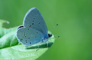 Fransz Everesi (Cupido alcetas)