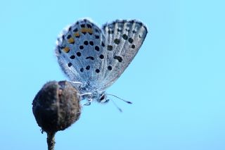 Himalaya Mavisi (Pseudophilotes vicrama)