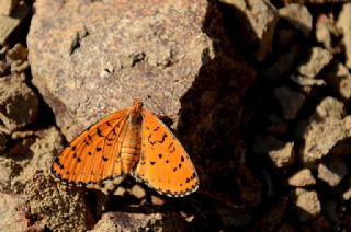Gzel parhan (Melitaea trivia)