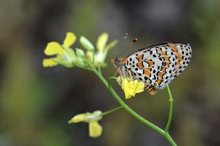 Gzel parhan (Melitaea trivia)