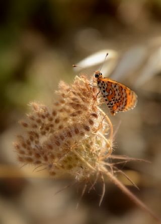 Gzel parhan (Melitaea trivia)