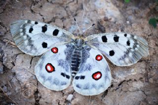 Apollo (Parnassius apollo)