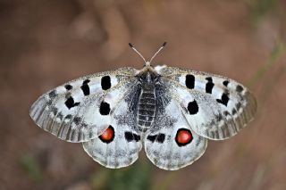 Apollo (Parnassius apollo)