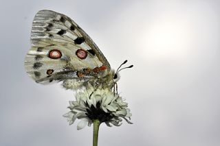 Apollo (Parnassius apollo)