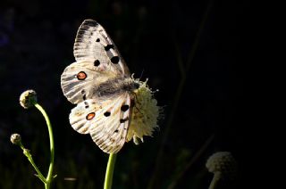 Apollo (Parnassius apollo)