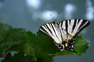 Erik Krlangkuyruk (Iphiclides podalirius)