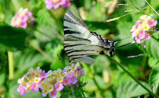 Erik Krlangkuyruk (Iphiclides podalirius)