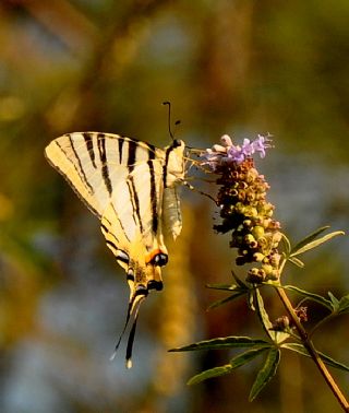 Erik Krlangkuyruk (Iphiclides podalirius)