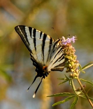 Erik Krlangkuyruk (Iphiclides podalirius)