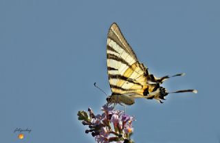 Erik Krlangkuyruk (Iphiclides podalirius)