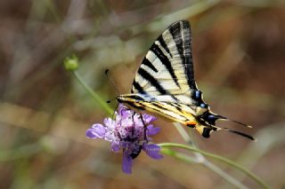 Erik Krlangkuyruk (Iphiclides podalirius)