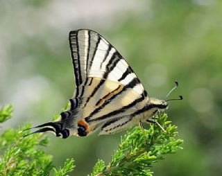 Erik Krlangkuyruk (Iphiclides podalirius)