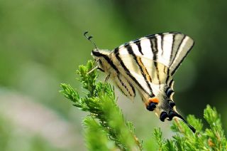 Erik Krlangkuyruk (Iphiclides podalirius)