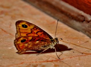 Kk Esmerboncuk (Lasiommata megera)
