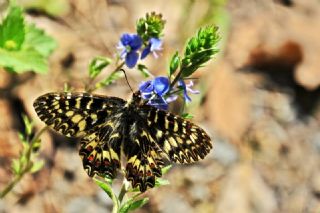 Gney Fistosu (Zerynthia polyxena)