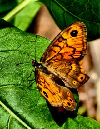 Kk Esmerboncuk (Lasiommata megera)
