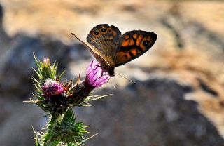 K���k Esmerboncuk&nbsp;(Lasiommata&nbsp;megera)