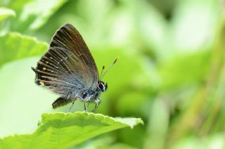 Byk Sevbeni (Satyrium ilicis)