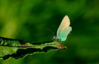 Zmrt (Callophrys rubi)