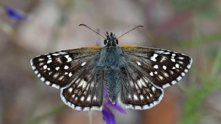 Sarbandl Zpzp (Pyrgus sidae)