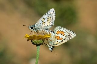 Sarbandl Zpzp (Pyrgus sidae)