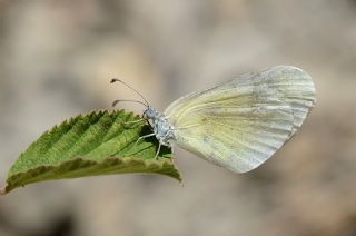 Doulu Narin Orman Beyaz (Leptidea duponcheli)