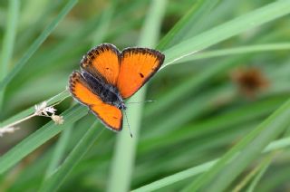 Ate Bakr Gzeli (Lycaena candens)