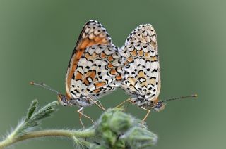 Cezayirli parhan (Melitaea ornata)