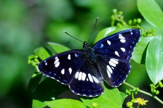 Akdeniz Hanmeli Kelebei (Limenitis reducta)