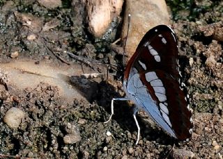 Akdeniz Hanmeli Kelebei (Limenitis reducta)