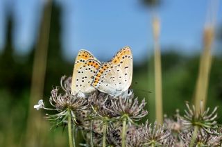 Kk Ate Gzeli (Lycaena thersamon)