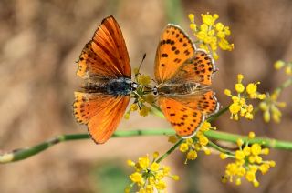 Kk Ate Gzeli (Lycaena thersamon)