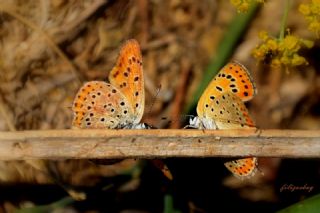 Kk Ate Gzeli (Lycaena thersamon)