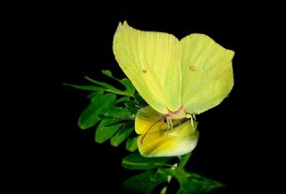 Orakkanat (Gonepteryx rhamni)