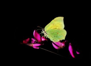 Orakkanat&nbsp;(Gonepteryx&nbsp;rhamni)