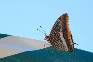 ift Kuyruklu Paa (Charaxes jasius )