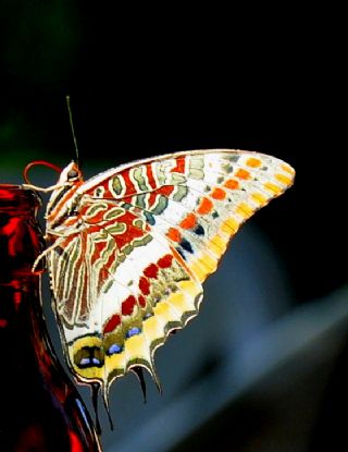 ift Kuyruklu Paa (Charaxes jasius )