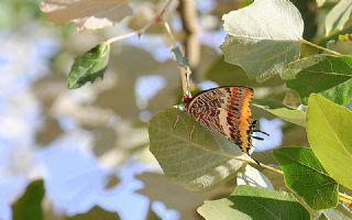 ift Kuyruklu Paa (Charaxes jasius )