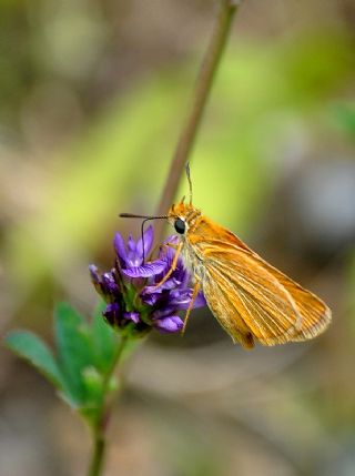 Sar Antenli Zpzp (Thymelicus sylvestris)