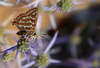 eytanck (Cigaritis acamas)