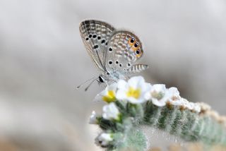 Mcevher Kelebei (Chilades trochylus)